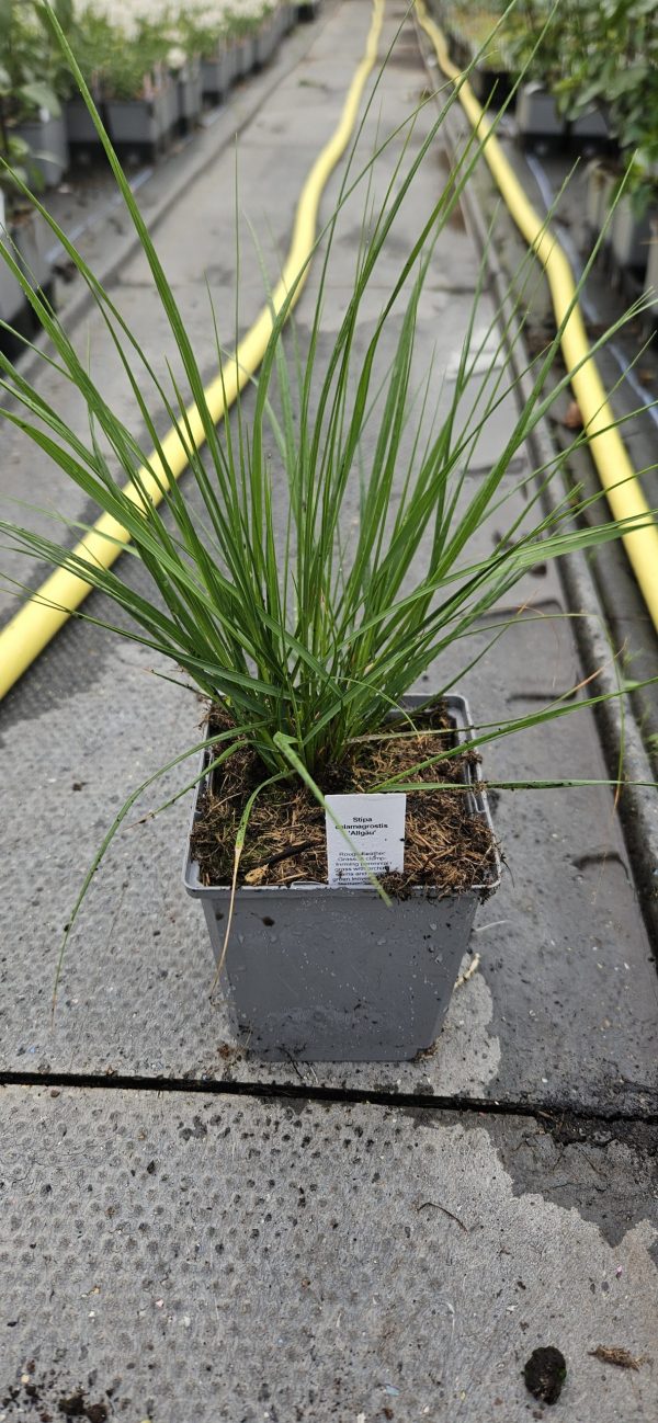 Stipa calamagrostis 'Allgäu'