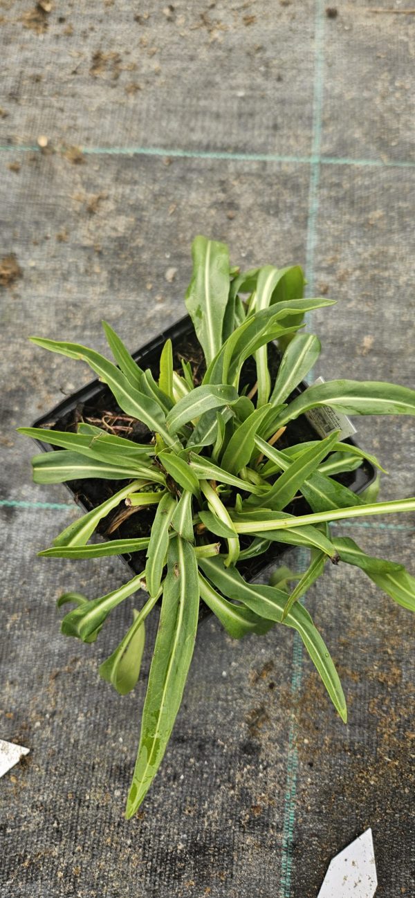Stokesia laevis 'Divinity'
