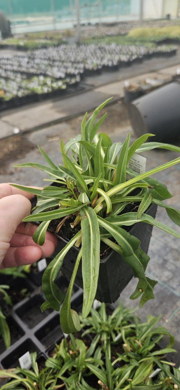 Stokesia laevis 'Divinity'