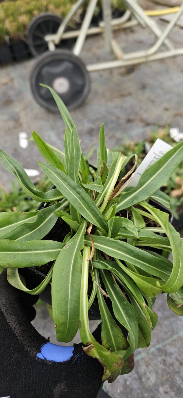 Stokesia laevis 'Mini Mel's