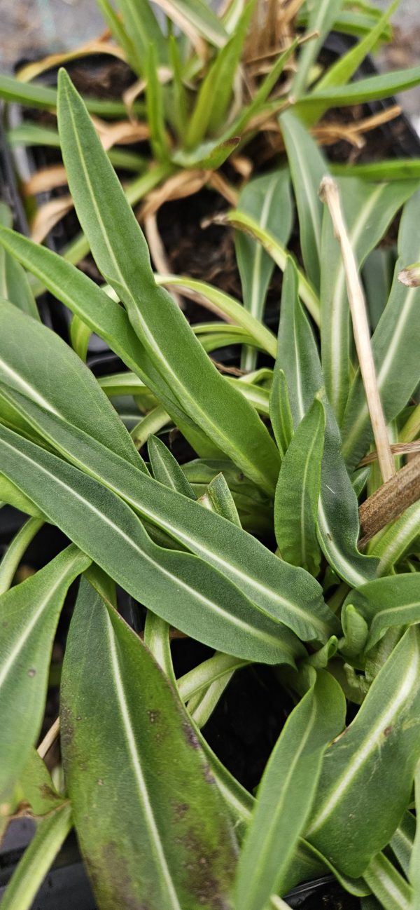 Stokesia laevis 'Mini Mel's