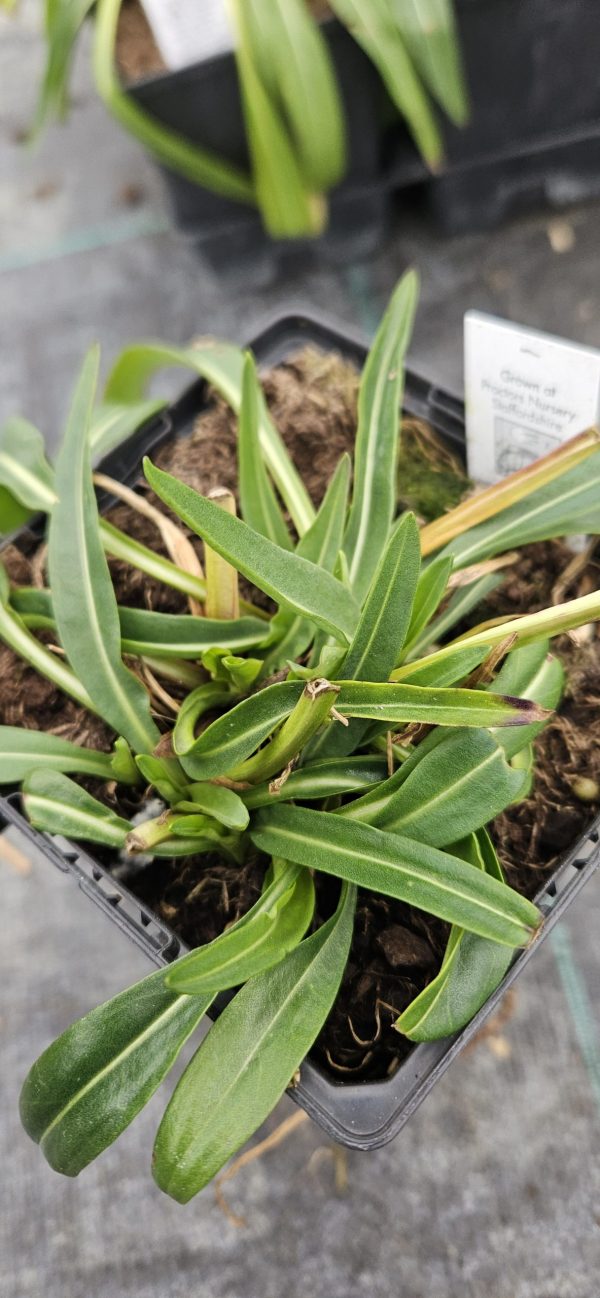 Stokesia laevis 'Mini Mel's