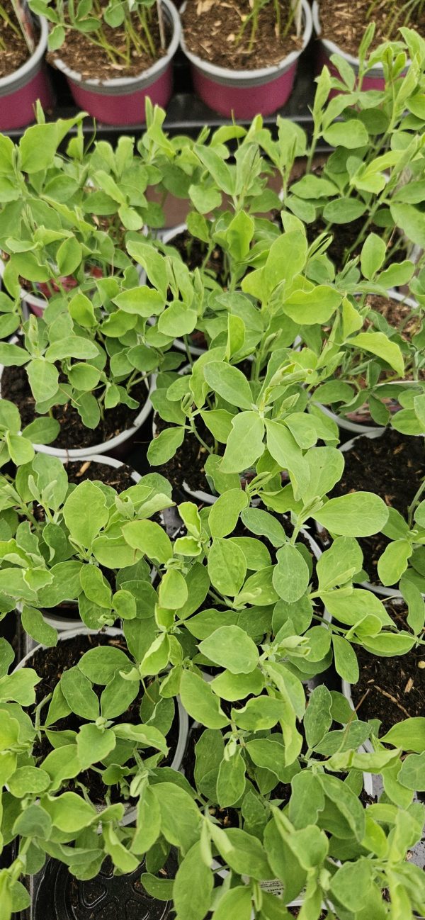 Sweet Pea - Beaujolis