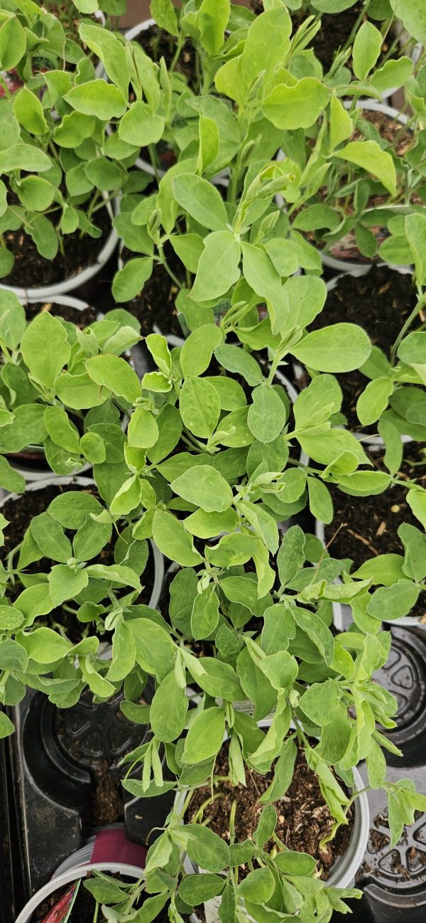 Sweet Pea - Blue Velvet