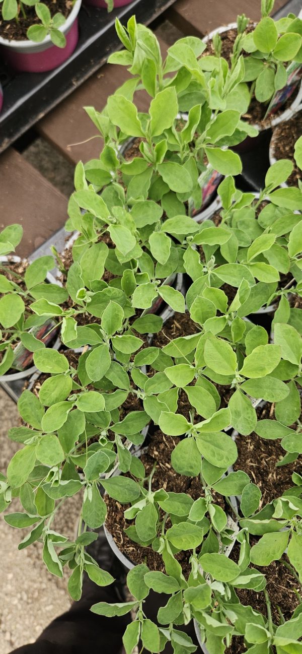 Sweet Pea - Kings High Scent