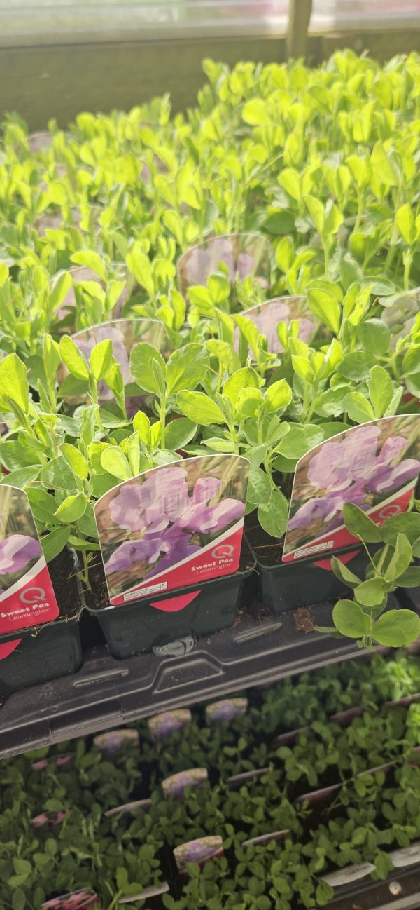 Sweet Pea - Leamington