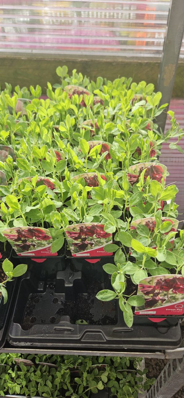 Sweet Pea - Midnight