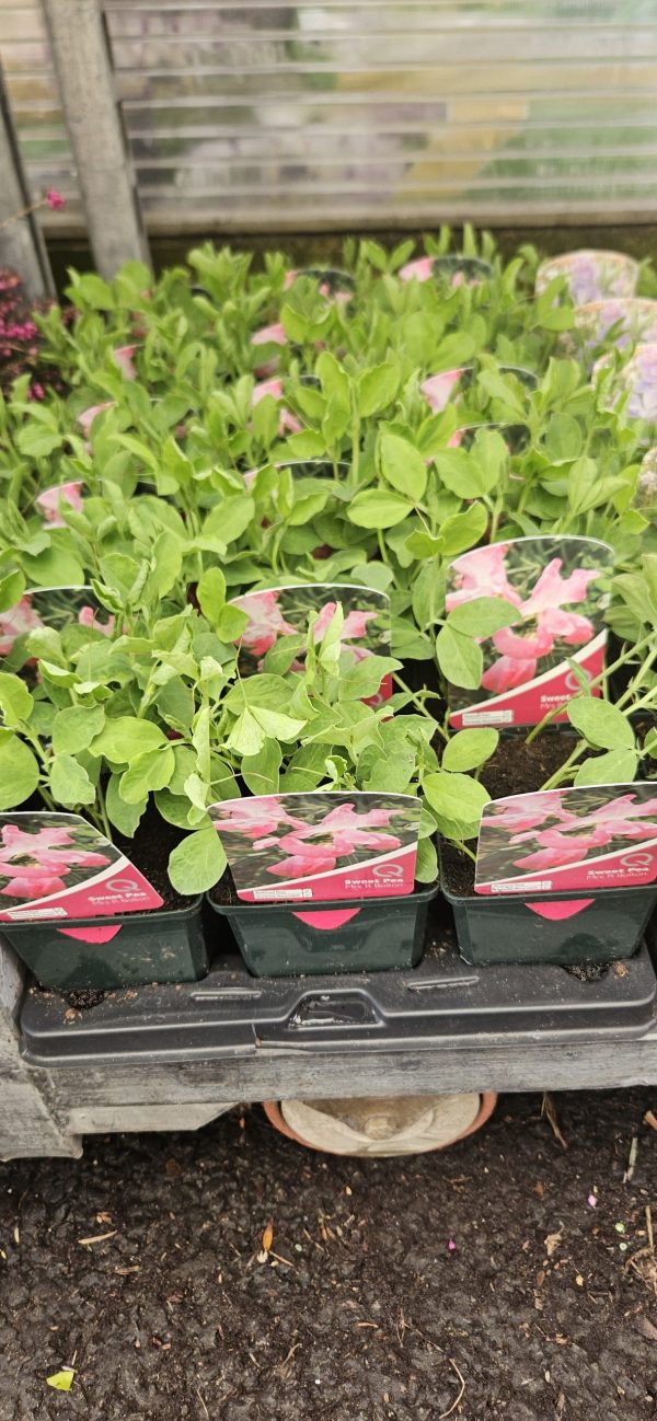 Sweet Pea - Mrs R Bolton