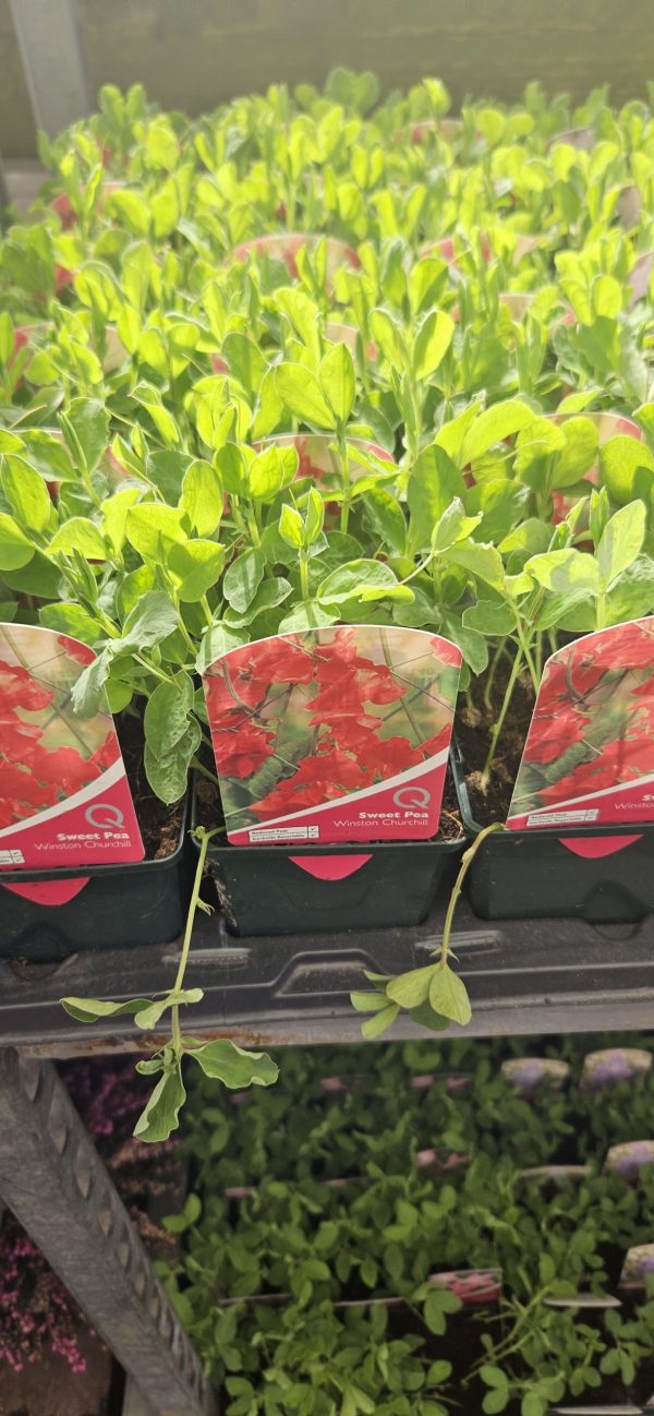 Sweet Pea - Winston Churchill