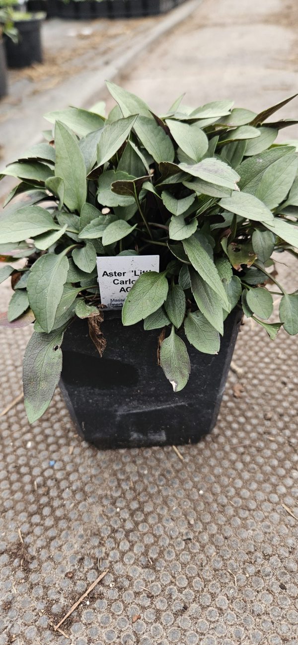 Symphyotrichum (Aster) 'Little Carlow' AGM