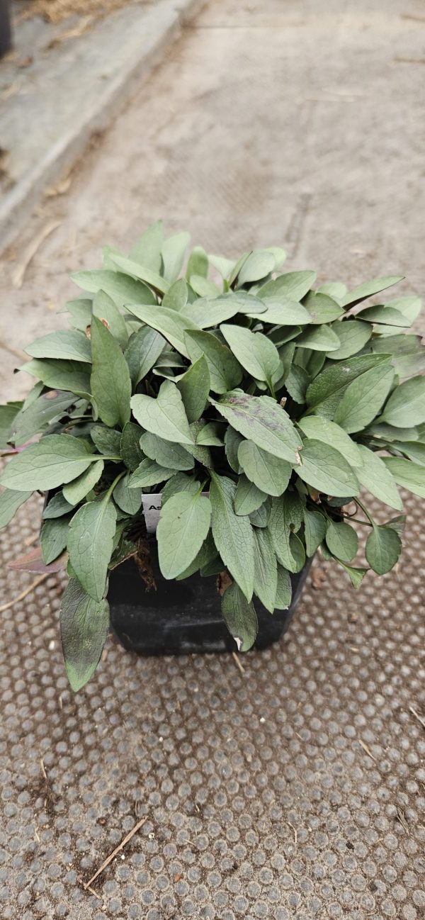 Symphyotrichum (Aster) 'Little Carlow' AGM