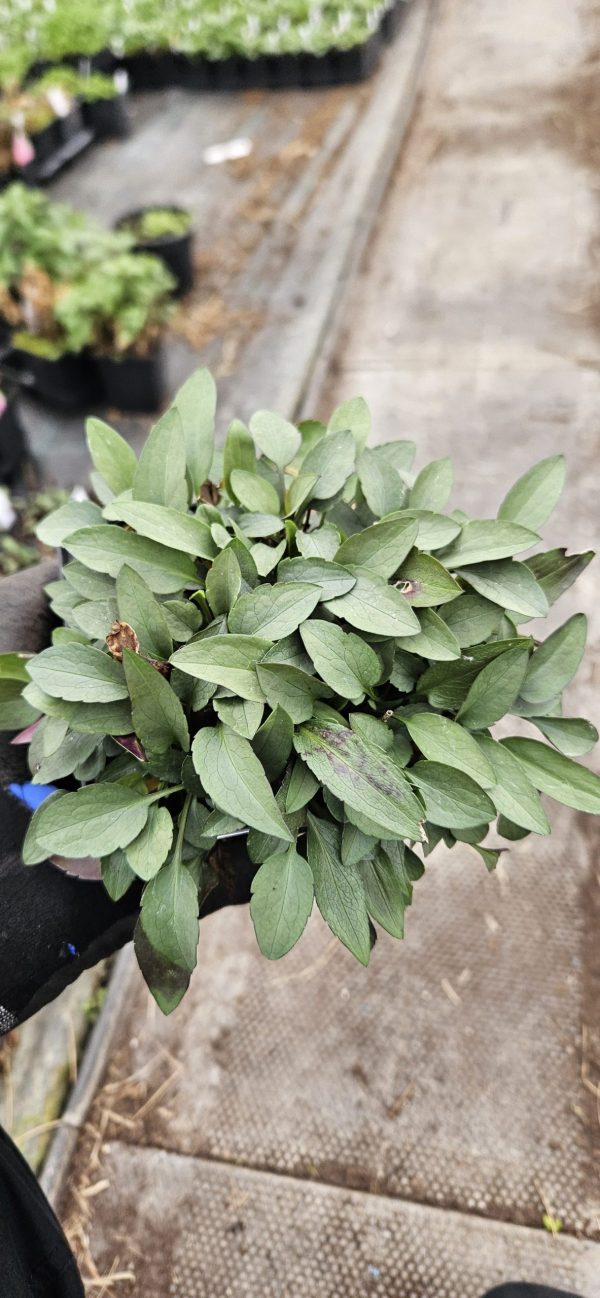 Symphyotrichum (Aster) 'Little Carlow' AGM