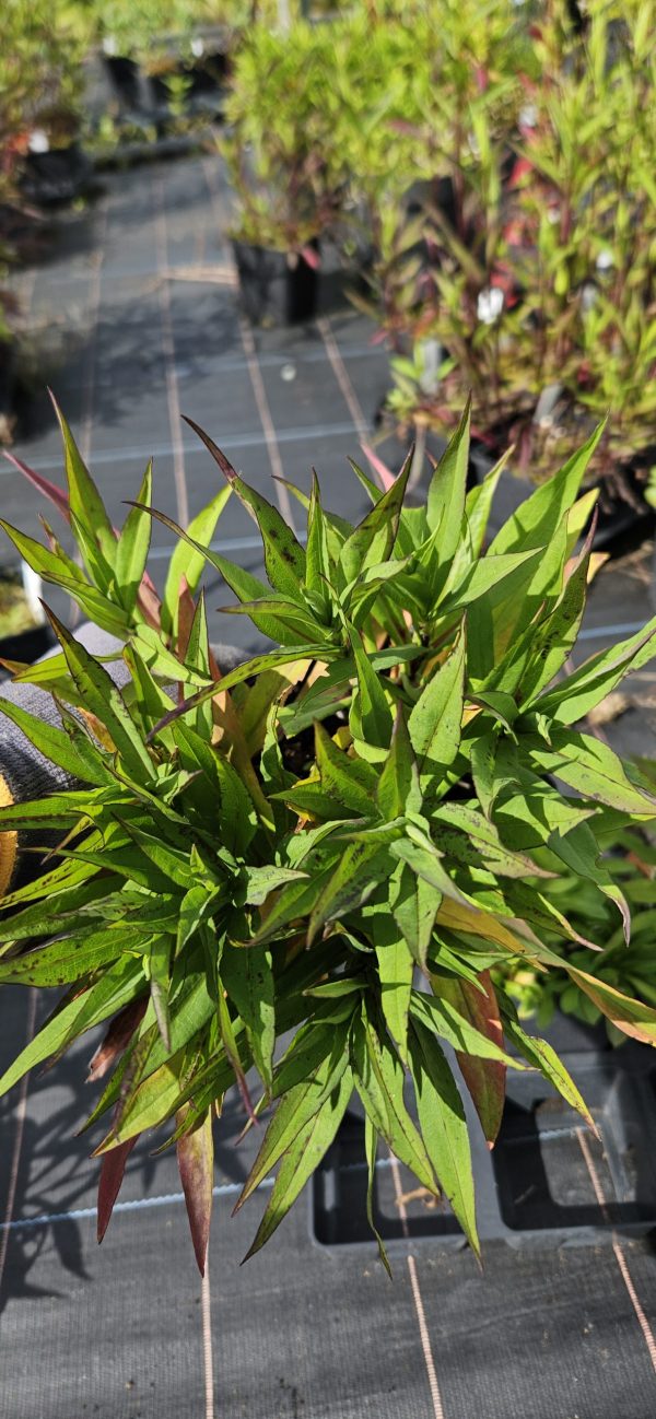 Symphyotrichum (Aster) 'Samoa'