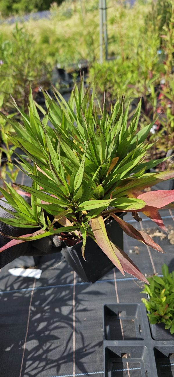 Symphyotrichum (Aster) 'Samoa'
