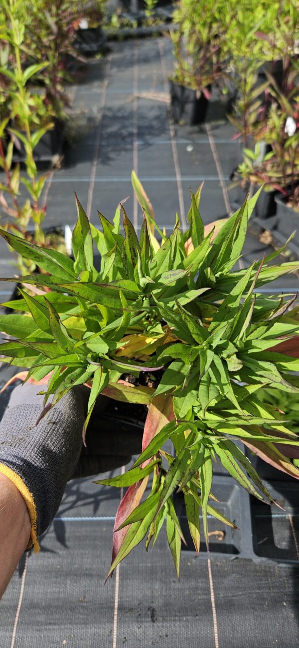 Symphyotrichum (Aster) 'Samoa'