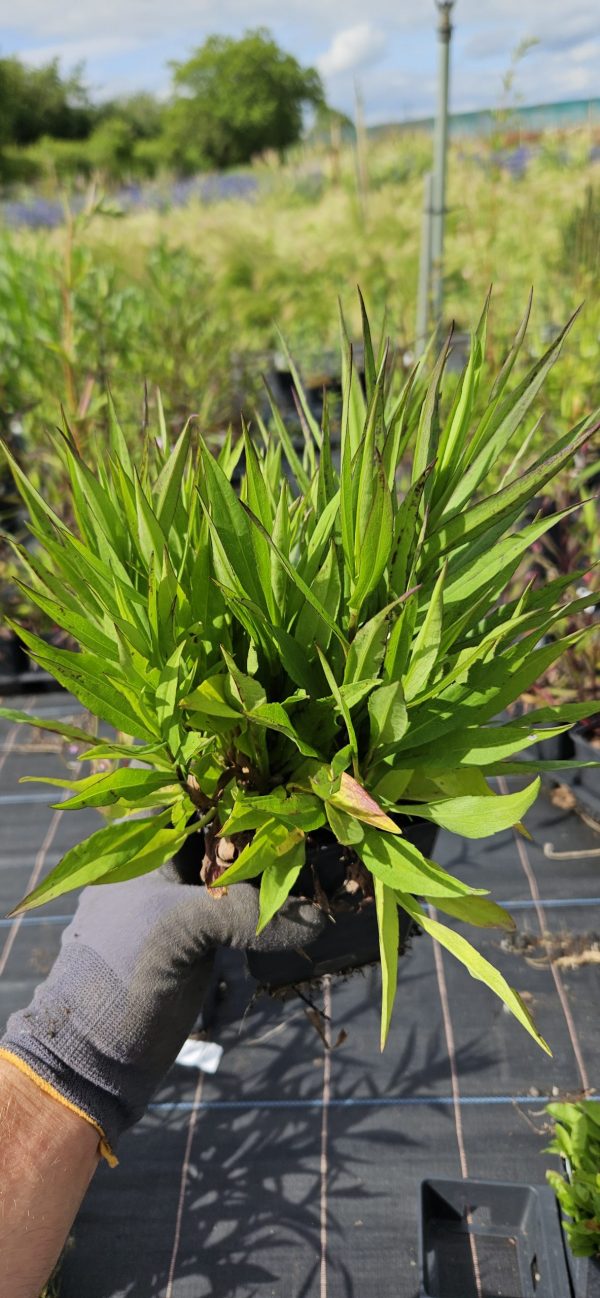 Symphyotrichum (Aster) 'Tonga' Symphyotrichum (Aster) 'Tonga'