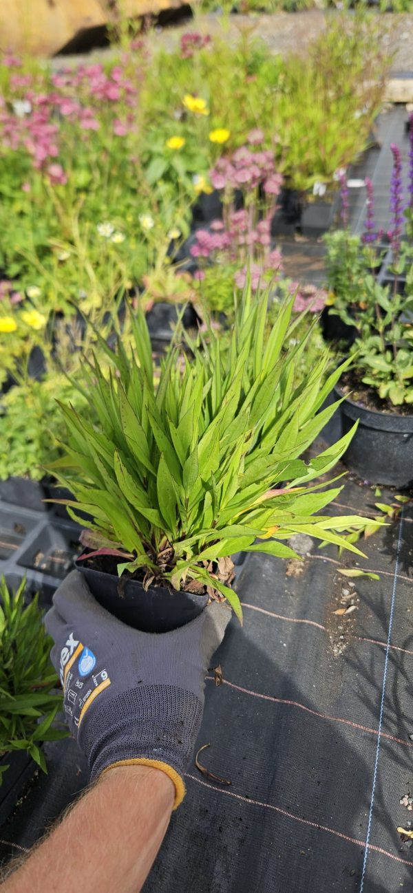 Symphyotrichum (Aster) 'Tonga' 2 Symphyotrichum (Aster) 'Tonga'