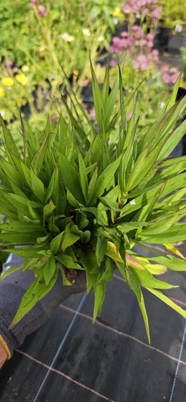 Symphyotrichum (Aster) 'Tonga' 3 Symphyotrichum (Aster) 'Tonga'