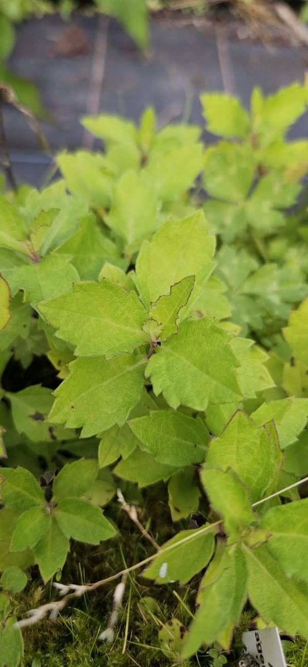 Symphyotrichum (Aster) ageratoides 'Asran'