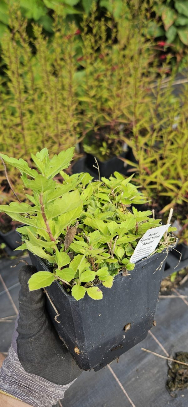 Symphyotrichum (Aster) ageratoides 'Asran'