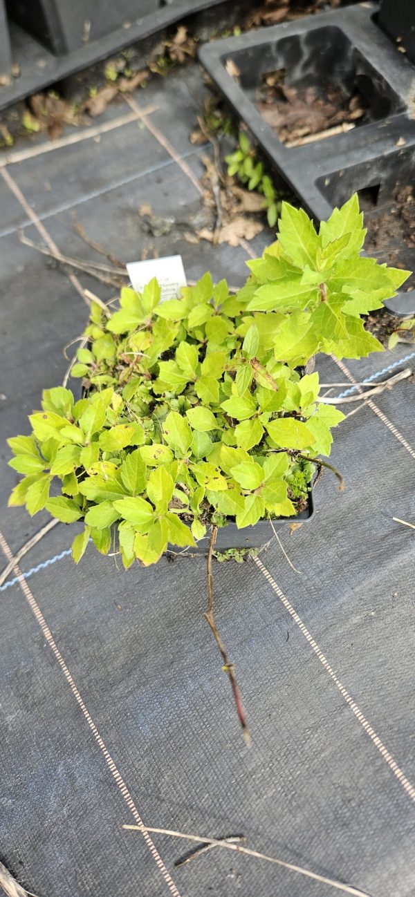 Symphyotrichum (Aster) ageratoides 'Asran'