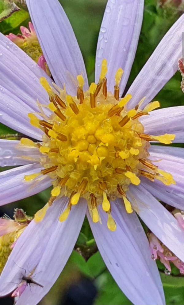 Symphyotrichum (Aster) ageratoides 'Stardust'