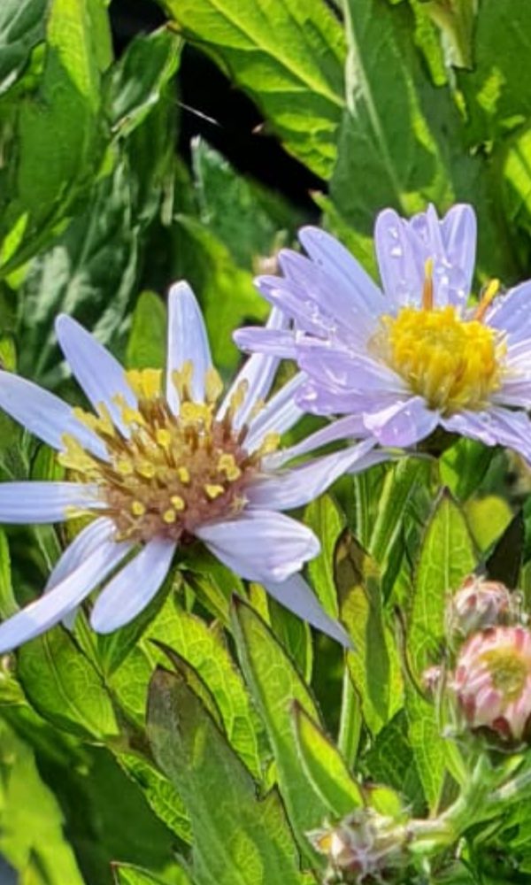Symphyotrichum (Aster) ageratoides 'Stardust'