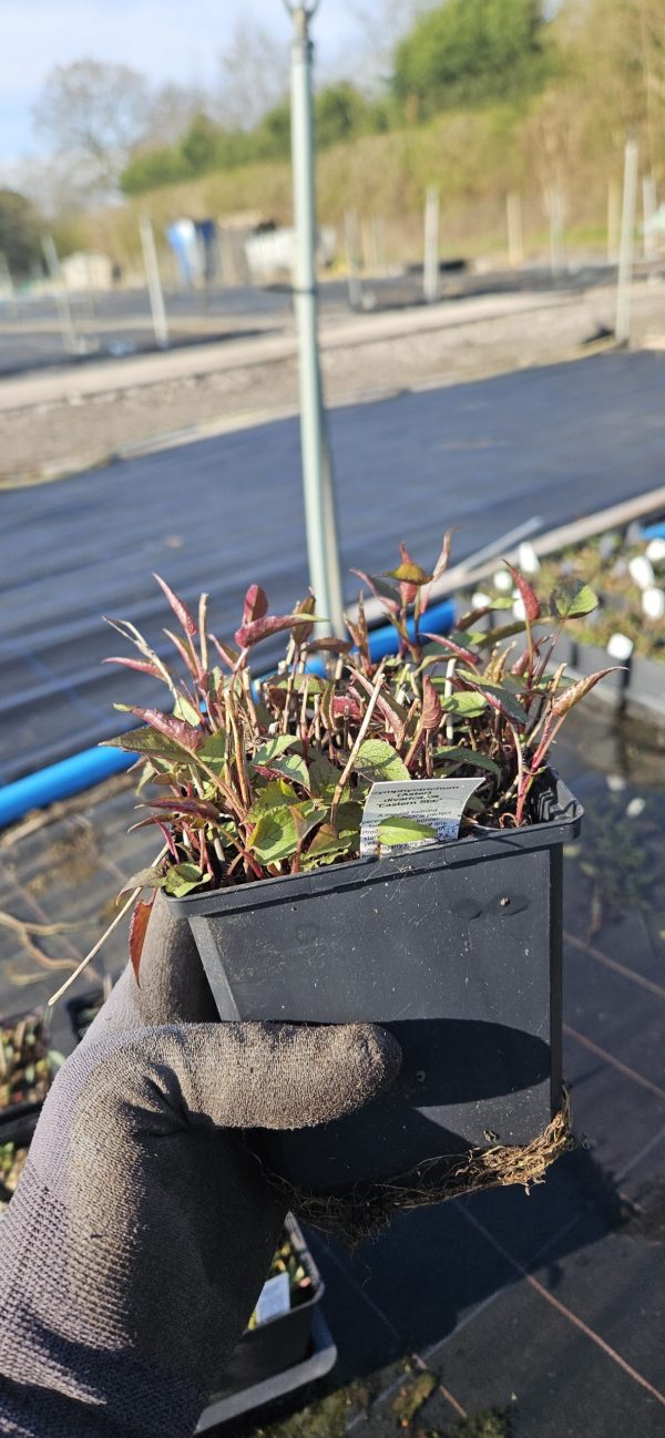Symphyotrichum (Aster) divaricatus 'Eastern Star'