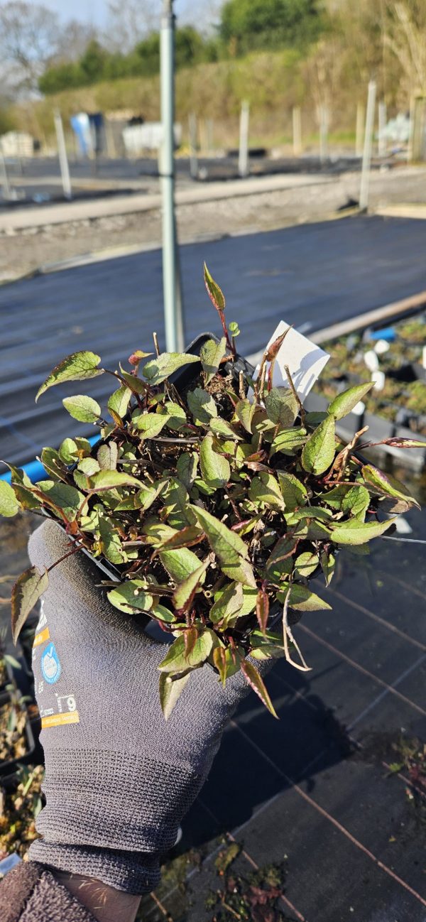 Symphyotrichum (Aster) divaricatus