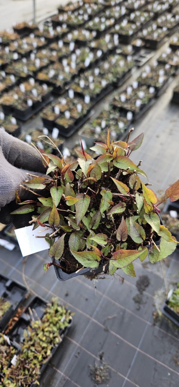 Symphyotrichum (Aster) divaricatus