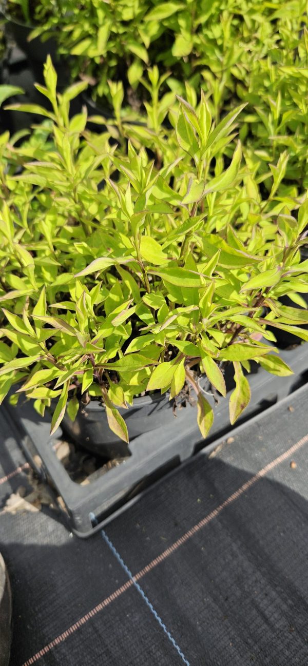 Symphyotrichum (Aster) dumosus 'Schneekissen'2 Symphyotrichum (Aster) dumosus 'Schneekissen'