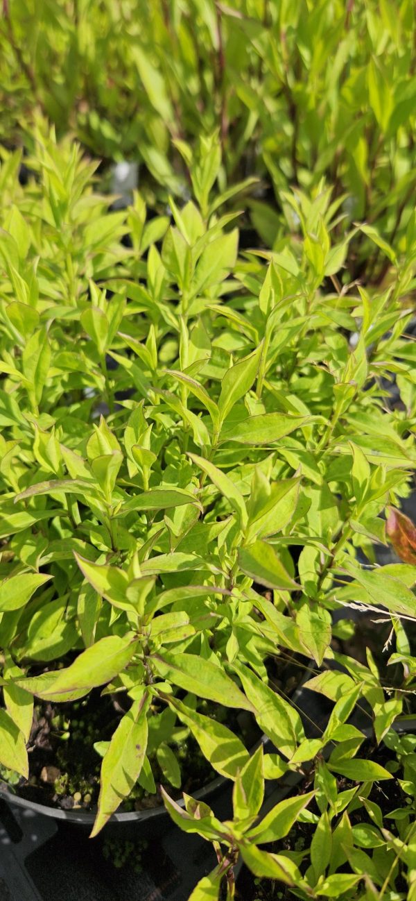 Symphyotrichum (Aster) dumosus 'Schneekissen'3 Symphyotrichum (Aster) dumosus 'Schneekissen'