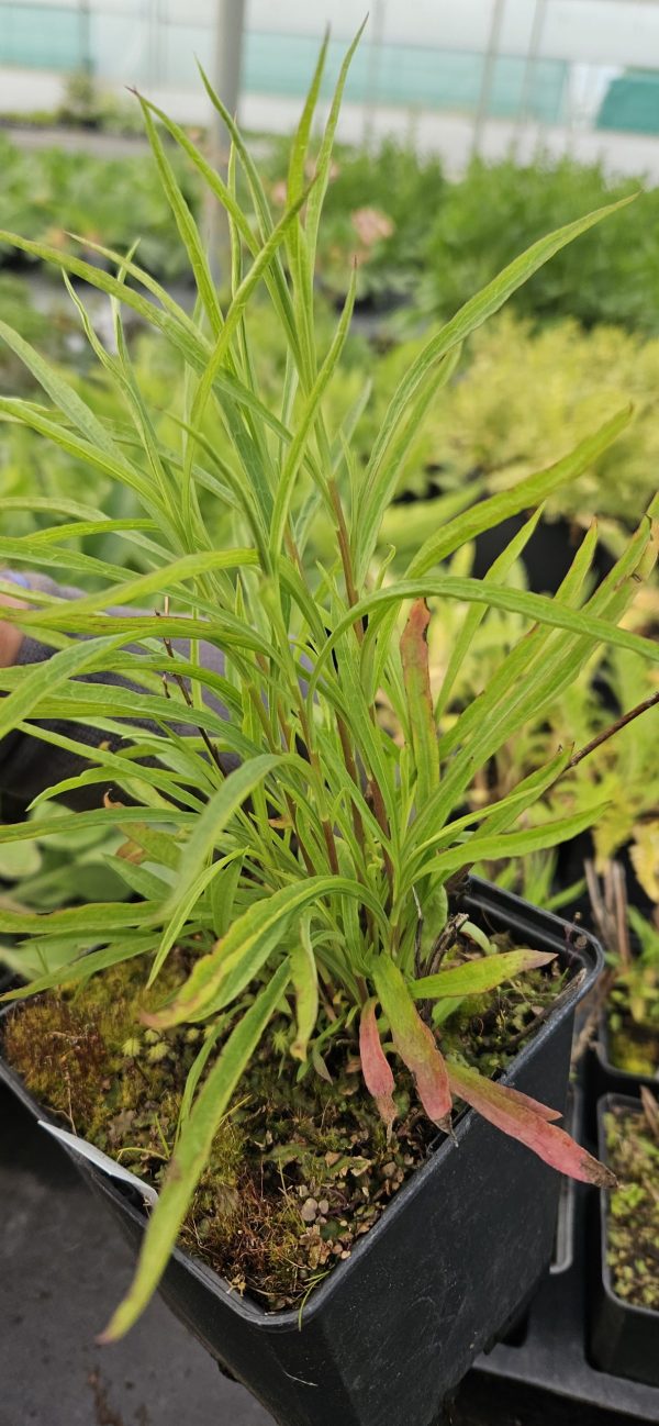 Symphyotrichum (Aster) ericoides 'Monte Cassino' Symphyotrichum (Aster) ericoides 'Monte Cassino'