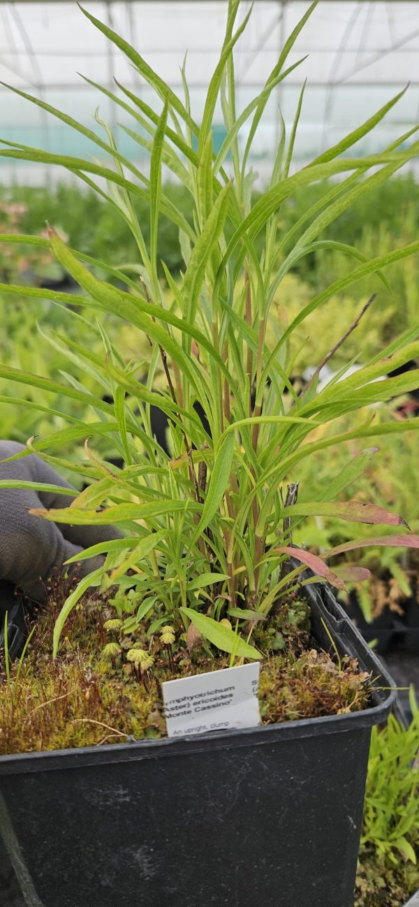 Symphyotrichum (Aster) ericoides 'Monte Cassino'2 Symphyotrichum (Aster) ericoides 'Monte Cassino'