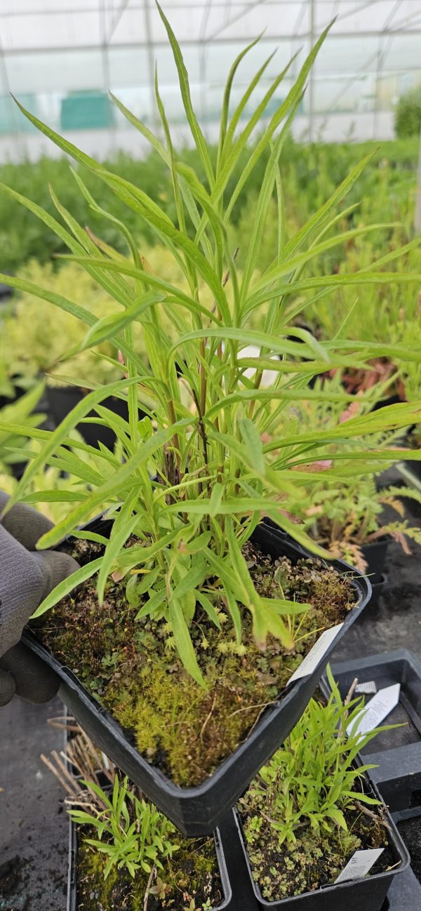 Symphyotrichum (Aster) ericoides 'Monte Cassino'3 Symphyotrichum (Aster) ericoides 'Monte Cassino'