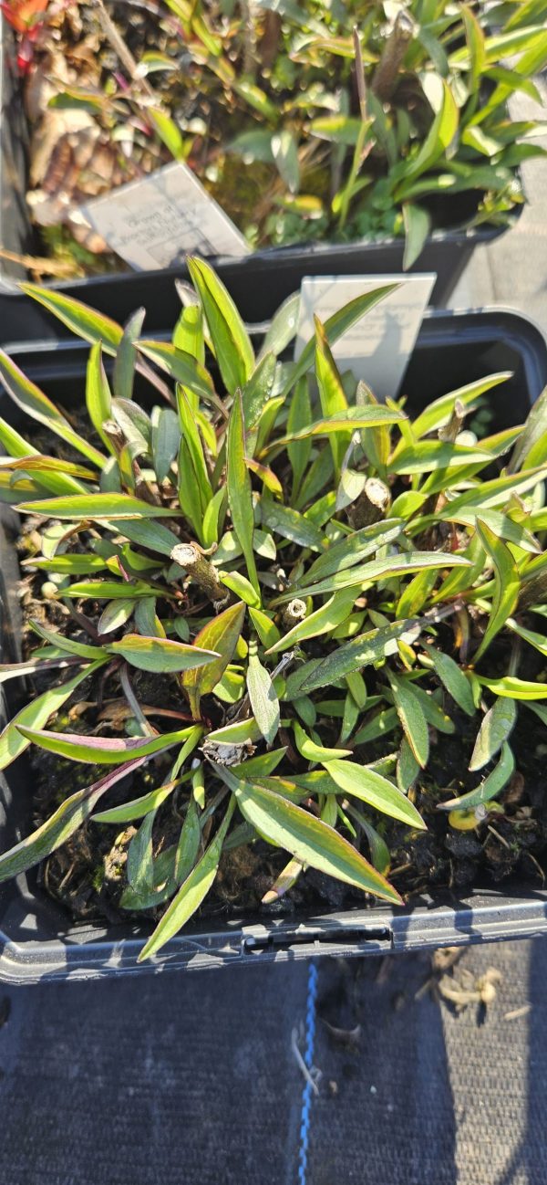 Symphyotrichum (Aster) novi-belgii 'Crimson Brocade' Symphyotrichum (Aster) novi-belgii 'Crimson Brocade'