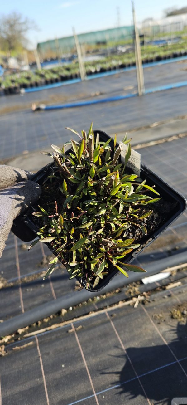 Symphyotrichum (Aster) novi-belgii 'Crimson Brocade'3 Symphyotrichum (Aster) novi-belgii 'Crimson Brocade'