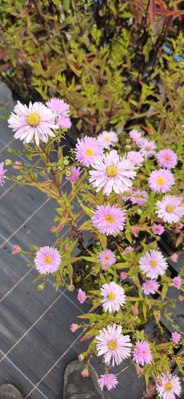 Symphyotrichum (Aster) novi-belgii 'Fellowship' Symphyotrichum (Aster) novi-belgii 'Fellowship'