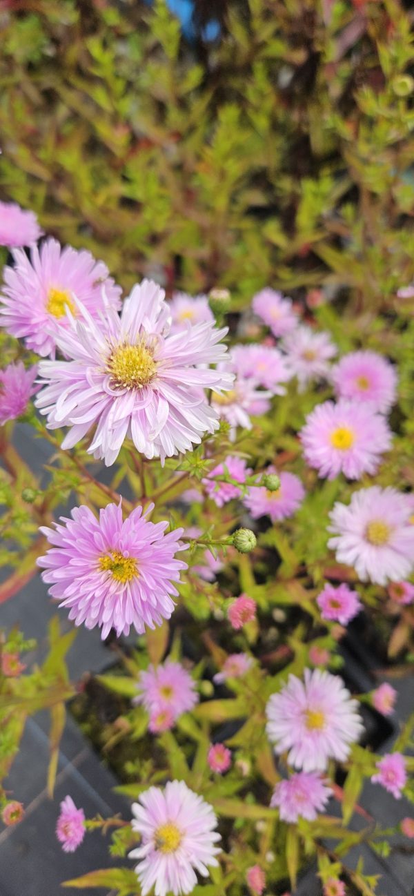 Symphyotrichum (Aster) novi-belgii 'Fellowship'2 Symphyotrichum (Aster) novi-belgii 'Fellowship'