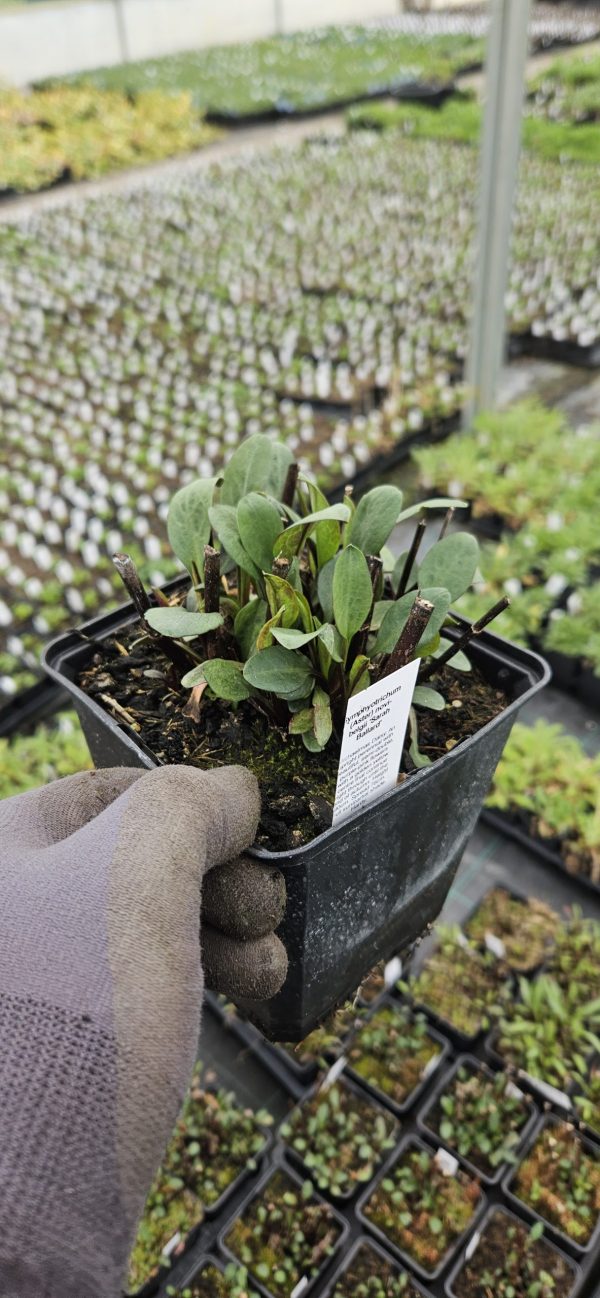 Symphyotrichum (Aster) novi belgii 'Sarah Ballard'