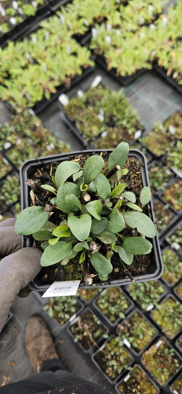 Symphyotrichum (Aster) novi belgii 'Sarah Ballard'