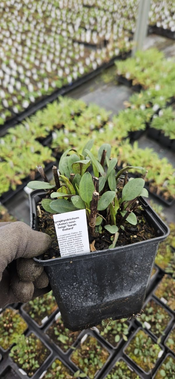 Symphyotrichum (Aster) novi belgii 'Sarah Ballard'