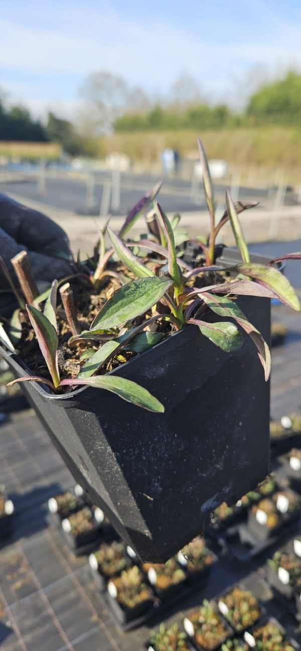 Symphyotrichum (Aster) novi-belgii 'White Ladies'