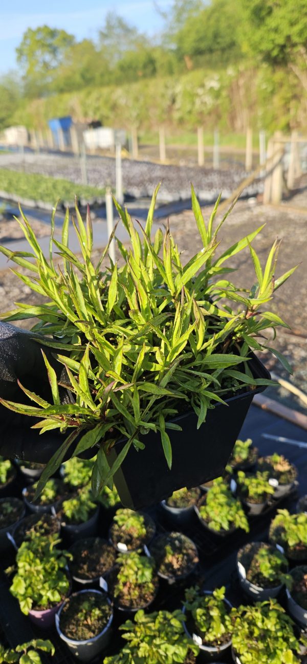 Symphyotrichum (Aster) novi-blegii 'Winston Churchill'