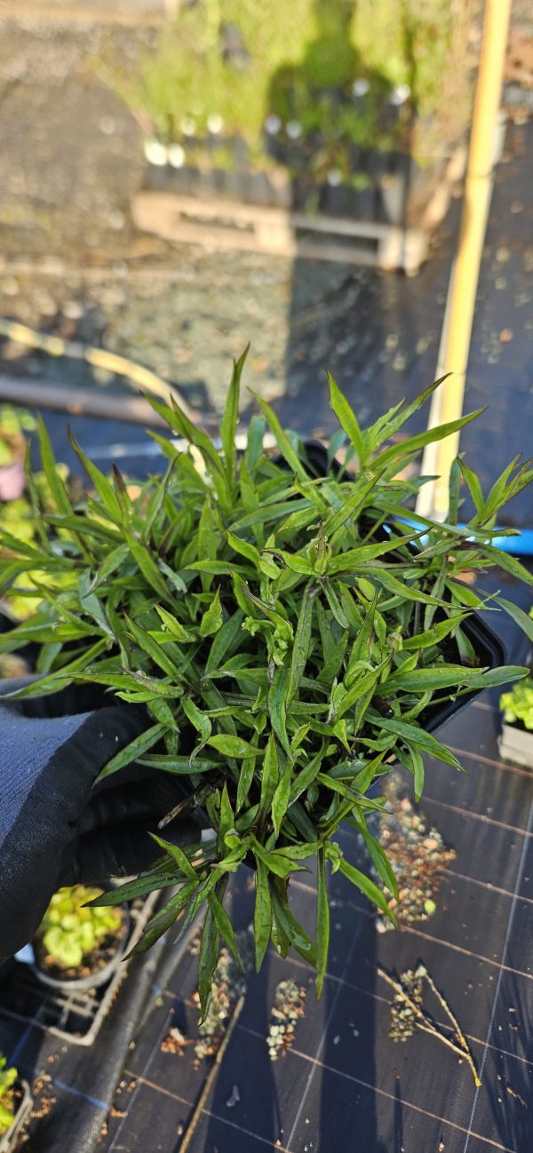 Symphyotrichum (Aster) novi-blegii 'Winston Churchill'