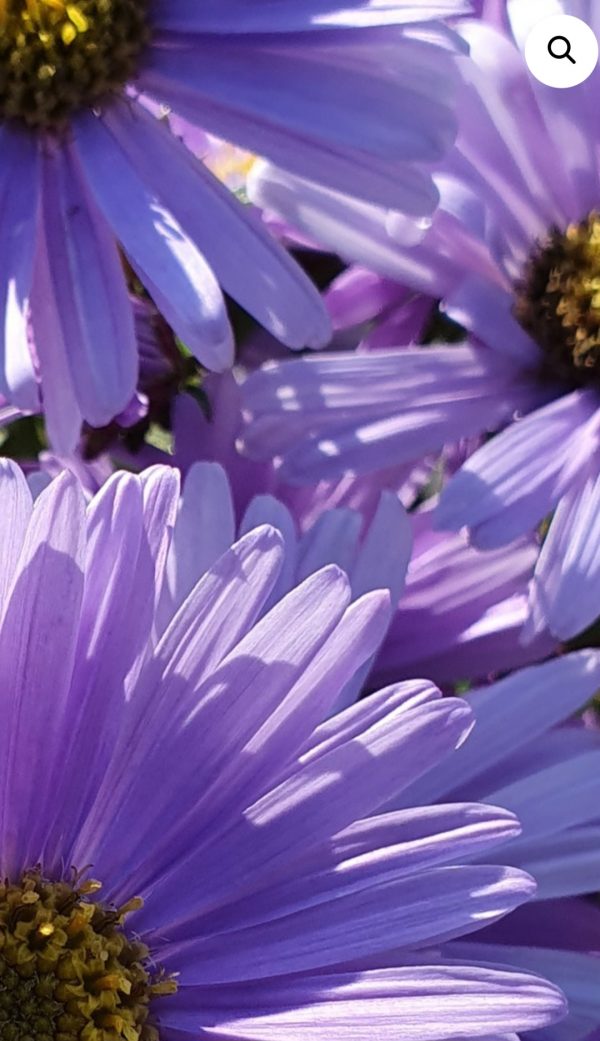 Symphyotrichum 'JS Barts Blue Beauty' PBR