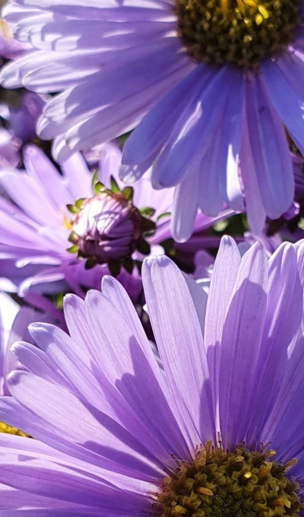 Symphyotrichum 'JS Barts Blue Beauty' PBR