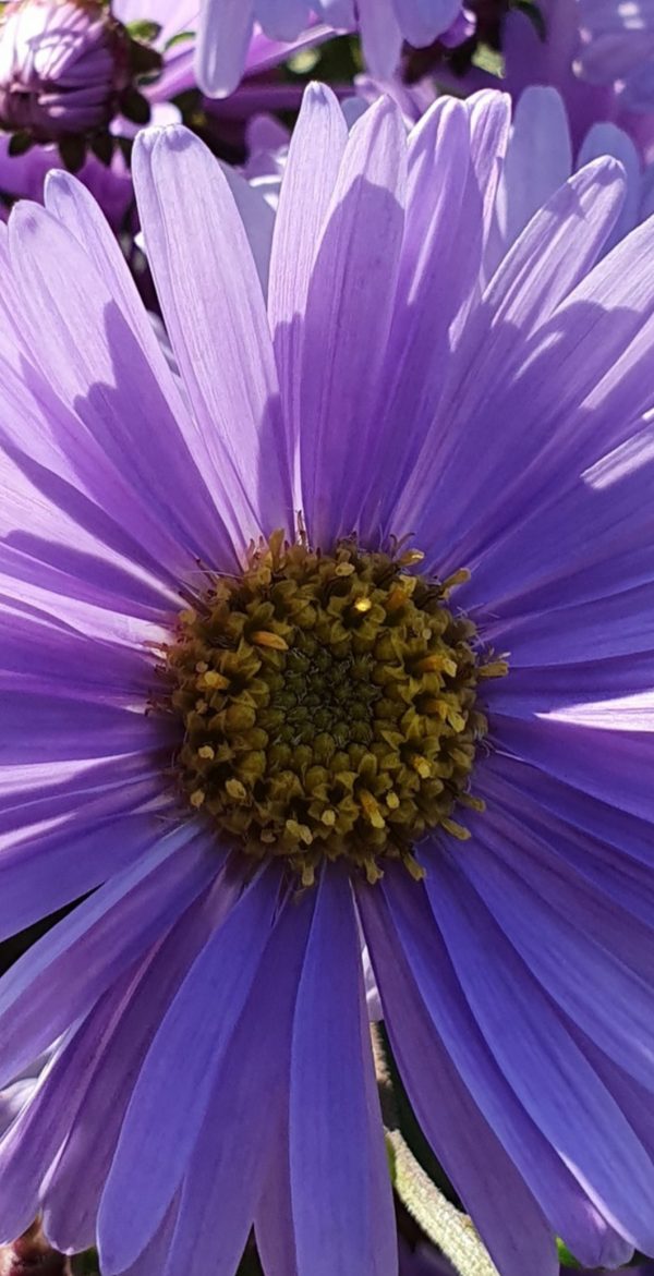 Symphyotrichum 'JS Barts Blue Beauty' PBR