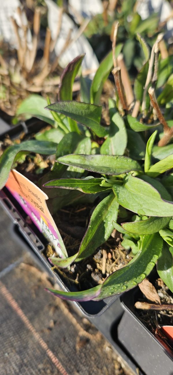 Symphyotrichum dumosus 'Rose Crystal'