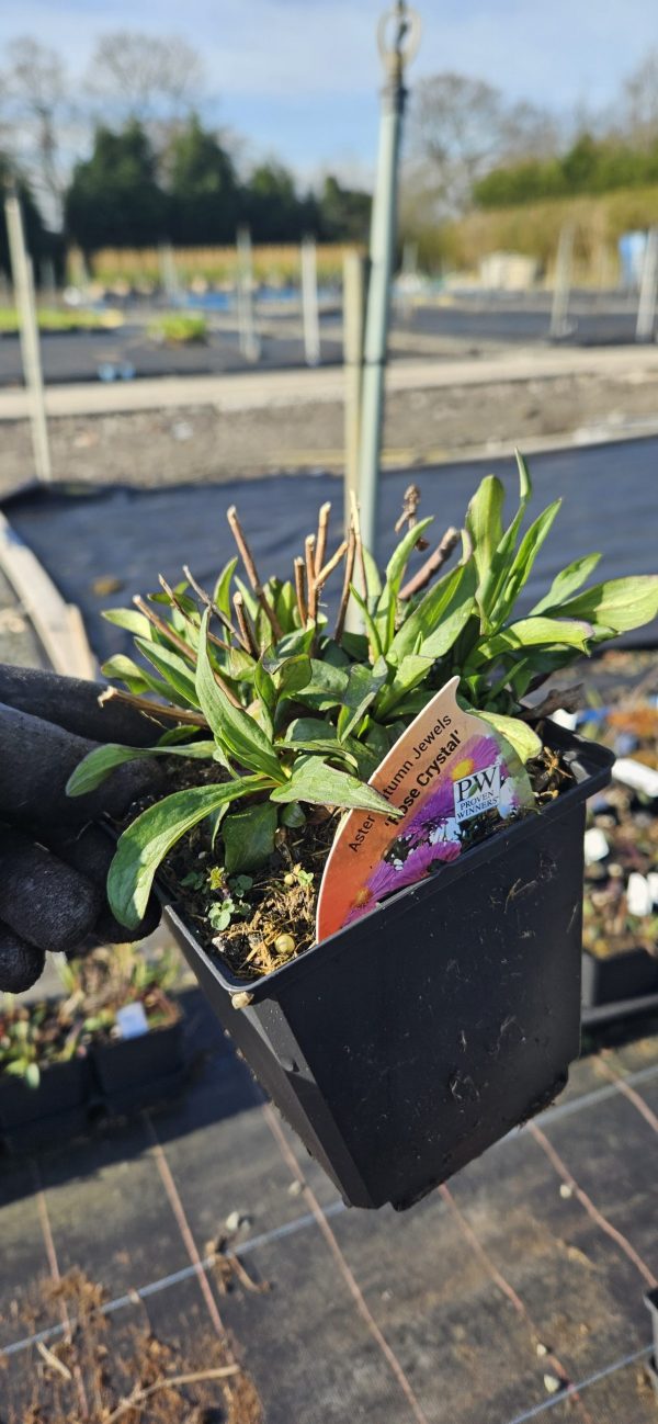 Symphyotrichum dumosus 'Rose Crystal'